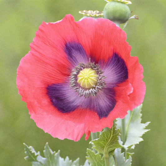 Single pink Poppy The Giant bloom with dark center on a blurred blue-green background