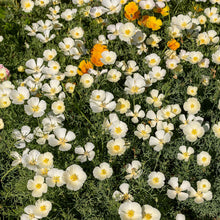 White linen poppy flowers in full bloom against green foliage.