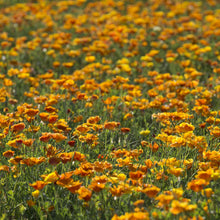 A close-up view of bright orange poppy yukon gold flowers with lush green foliage.
