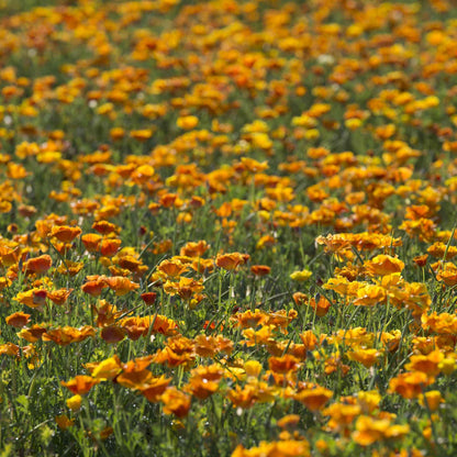 A close-up view of bright orange poppy yukon gold flowers with lush green foliage.