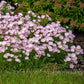 Single pink Showy Evening Primrose with yellow center on blurred green background