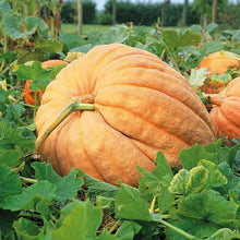 A very large, oblong, orange Atlantic Giant pumpkin with distinct ribs and a short, thick stem.