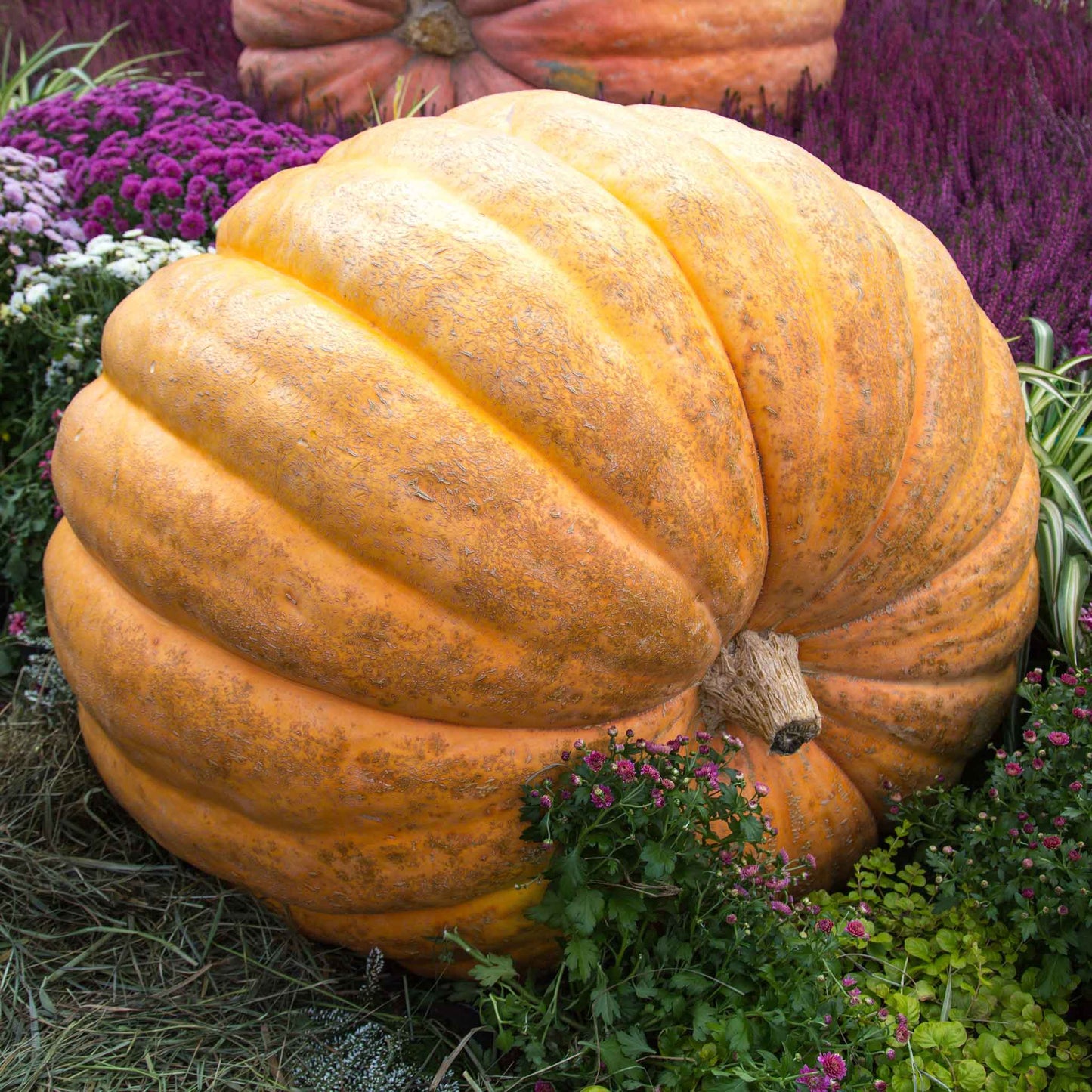 A very large, round, light orange Atlantic Giant pumpkin with prominent ribs.