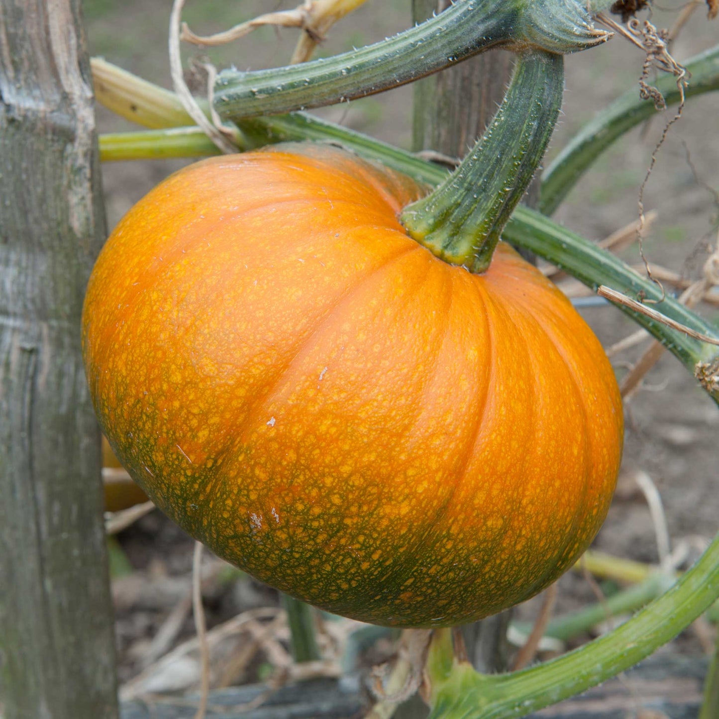 Pumpkin Seeds - Baby Bear
