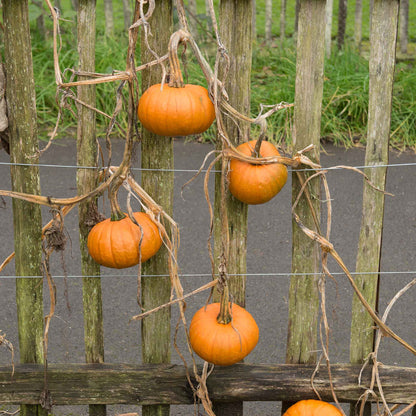 Pumpkin Seeds - Baby Bear