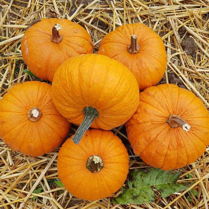 Small orange Baby Bear pumpkin fruits on a bed of straw.