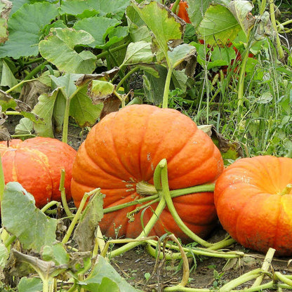 Three Cinderella pumpkins growing on a vine in a field.