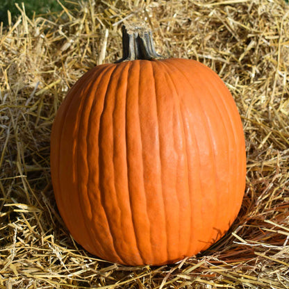 A single, large, Howden's Field pumpkin with deep ridges, sitting in a field, ready for harvest.