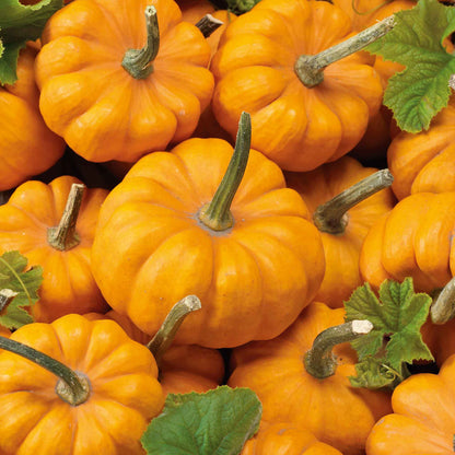 Several small, orange Jack Be Little pumpkins piled on each other.