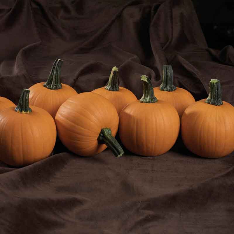 Small Kandy Korn Plus pumpkins with smooth orange skin and green stems on a dark cloth.
