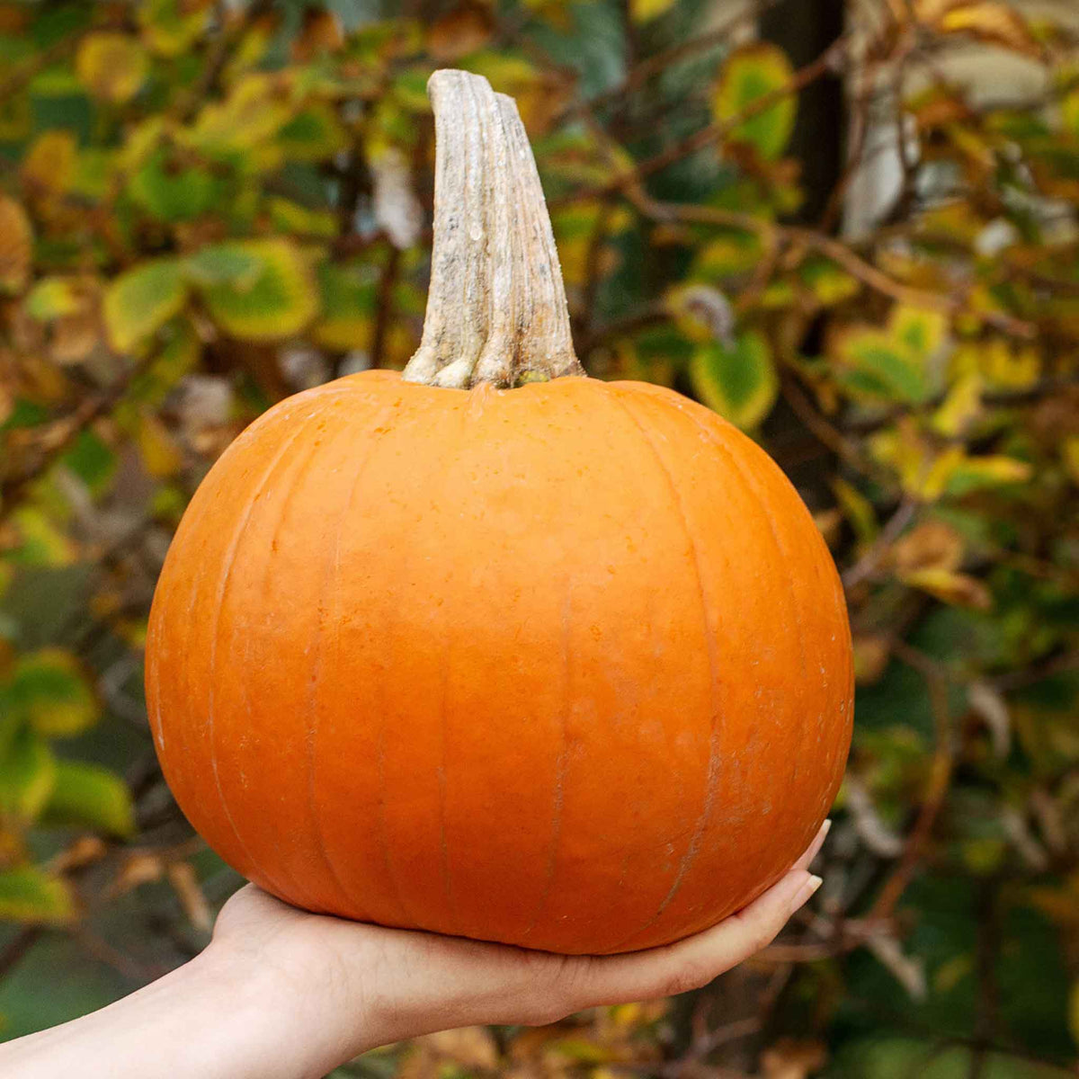 A close-up shot of a Small Sugar pumpkin in a person's hand showcasing small size and orange color.