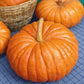An orange Rouge Vif d'Etampes pumpkin with prominent ridges sits on a blue cloth with other pumpkins in the background.