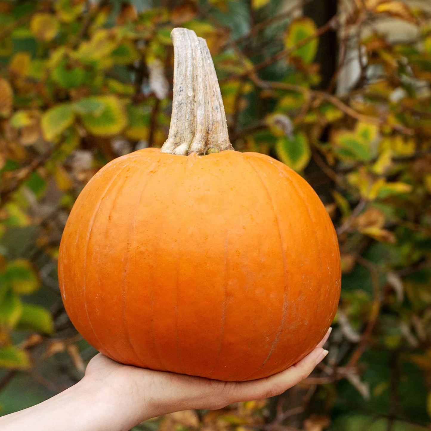 A close-up shot of a Small Sugar pumpkin in a person's hand showcasing small size and orange color.