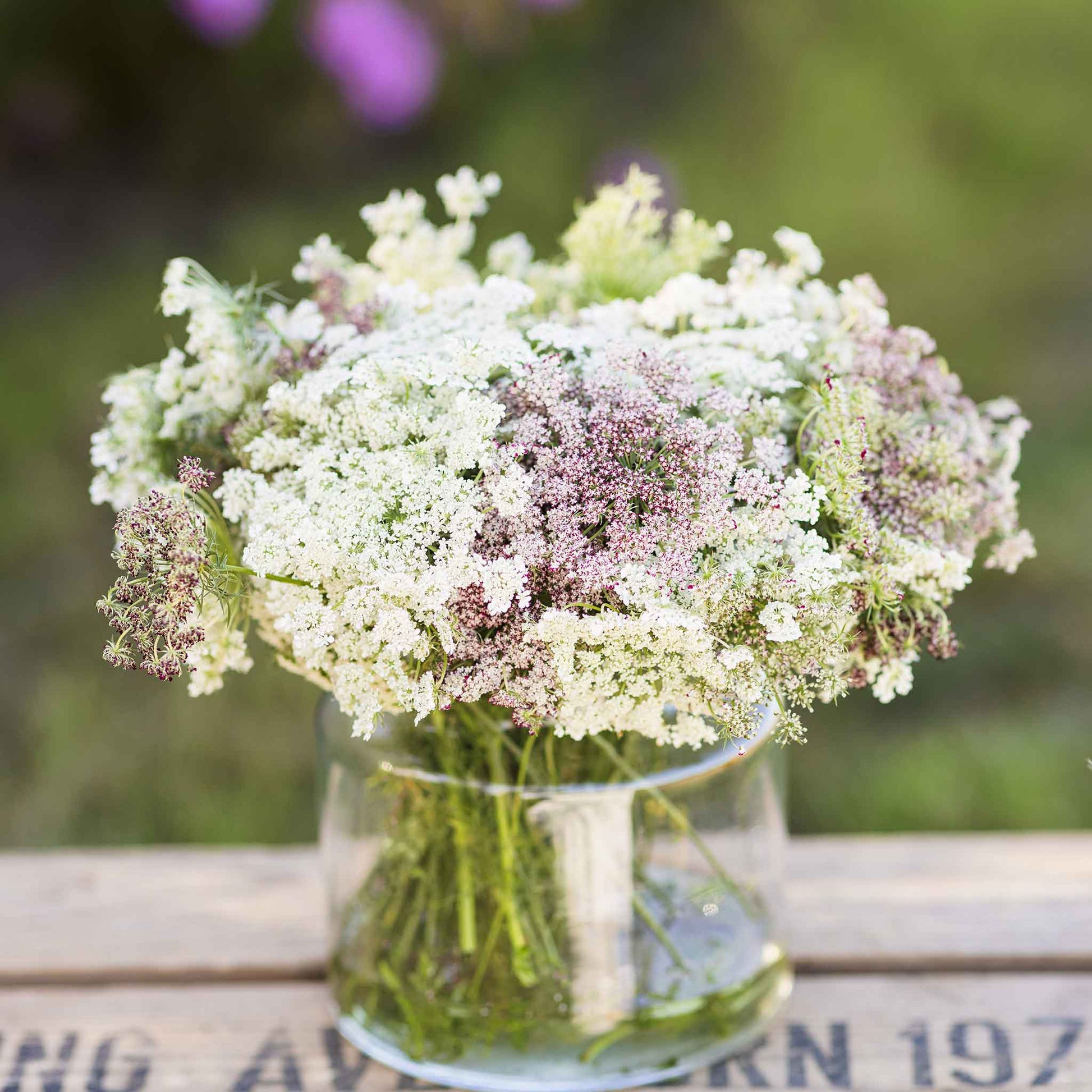 Reddish-brown Chocolate Lace Flower with white centers on a soft blurred background