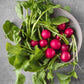A bowl of Early Scarlet Globe radishes with green stems.