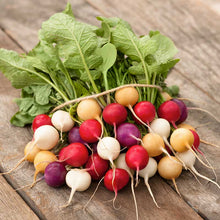 Colorful Easter Egg radishes showing a variety of color and green leaves. | copyright: Floramedia UK Ltd