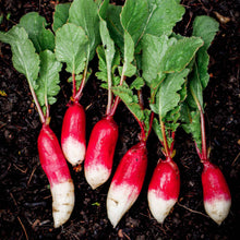 A shot of a cluster of vibrant red French Breakfast radishes with long white tips and green leafy tops.