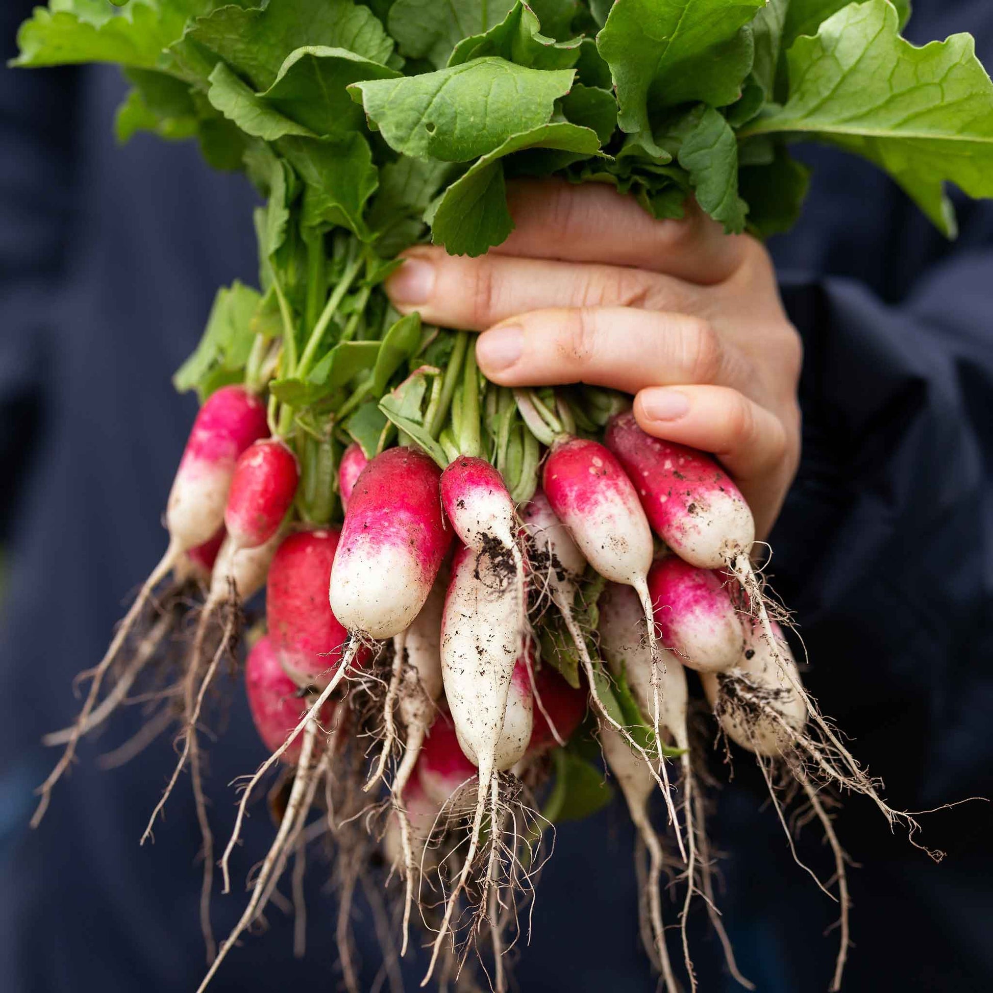 A bunch of French Breakfast radishes with elongated red roots transitioning to white tips, partially covered in soil.