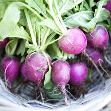 A close-up shot of a cluster of vibrant, round purple radishes with green leafy tops.