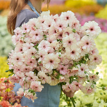Bouquet of pink and white butterfly ariadne ranunculus flowers held by a person in a field of flowers.