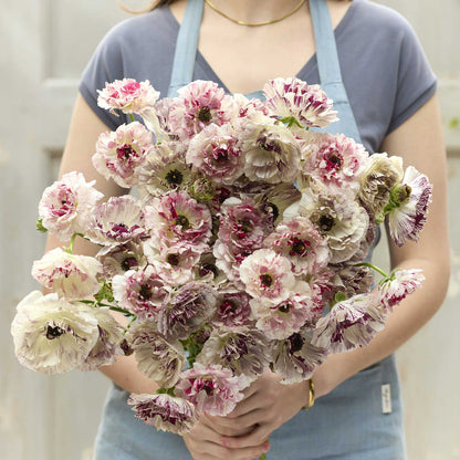 A person holding a bouquet of the ranunculus brushmark cesar and galthie bundle in a natural setting