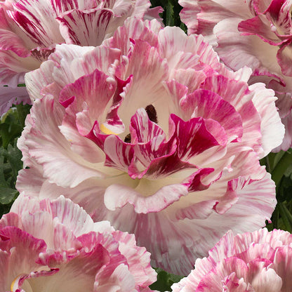 Close-up of pink and white brushmark cesar ranunculus with a blurred background