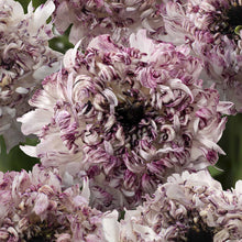Close-up of white and purple brushmark seti ranunculus flowers with a blurred green background