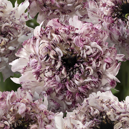 Close-up of white and purple brushmark seti ranunculus flowers with a blurred green background