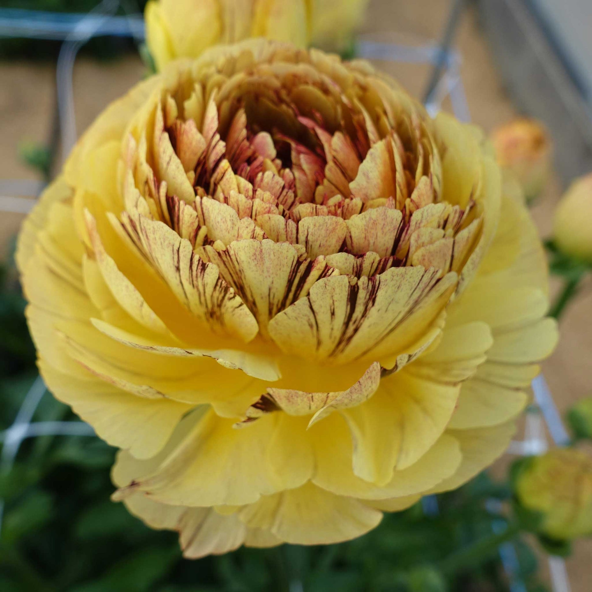 Close-up of a yellow and red striped brushmark seti ranunculus flower with a blurred background