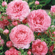 Ranunculus Bulbs - Pink