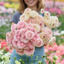 Person holding a bouquet of pink and yellow ranunculus flowers from the champagne garden bundle in a garden setting
