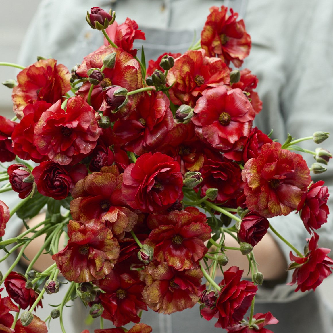 Ruffled vibrant red ranunculus hades bouquet held by a person on a gray backdrop