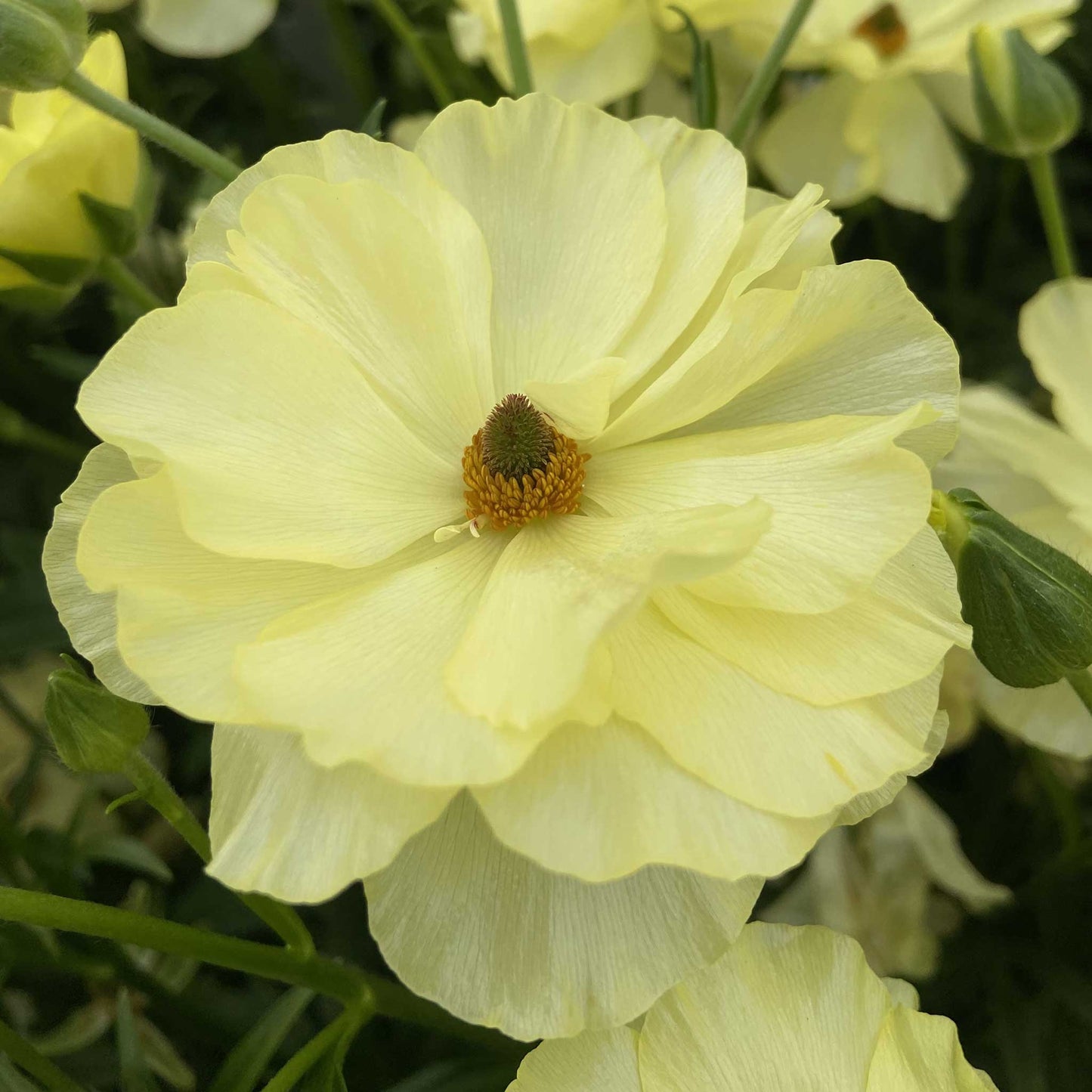 Close-up of a yellow butterfly helios ranunculus flower with a blurred background