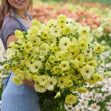 Person holding a bouquet of yellow butterfly helios ranunculus in a blurred garden setting