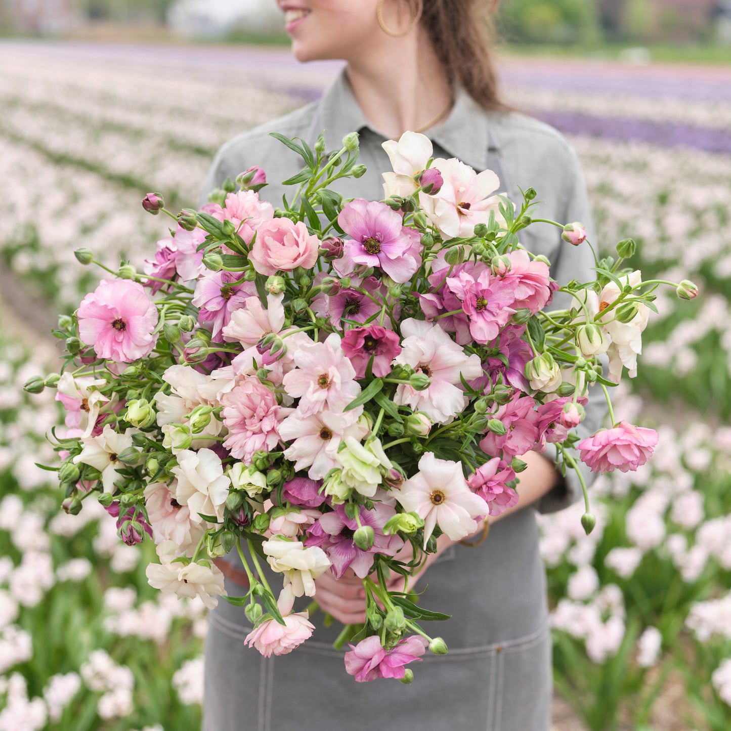 Colorful ranunculus pink pastel mix blooms in a field on a bright natural backdrop
