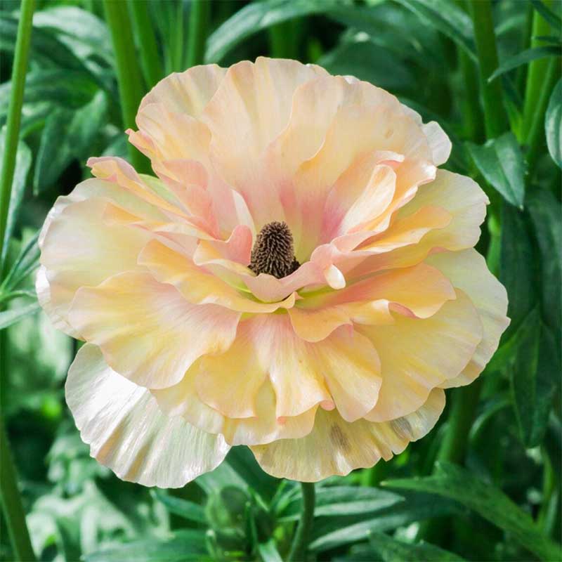 Close-up of a light orange and pink butterfly vestalis ranunculus flower with a blurred background