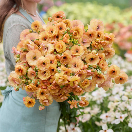 Person holding a bouquet of apricot colored butterfly vestalis ranunculus flowers with a garden background