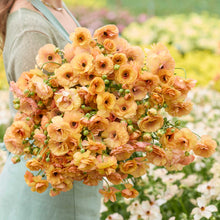 Person holding a bouquet of apricot colored butterfly vestalis ranunculus flowers with a garden background