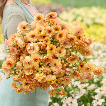 Person holding a bouquet of apricot colored butterfly vestalis ranunculus flowers with a garden background
