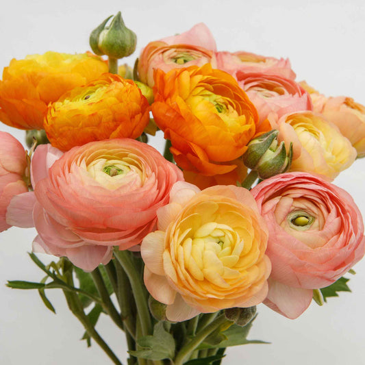 Pile of dried ranunculus corms on a neutral natural surface