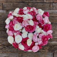 Close-up of pink and white ranunculus homecoming bloom on a neutral backdrop