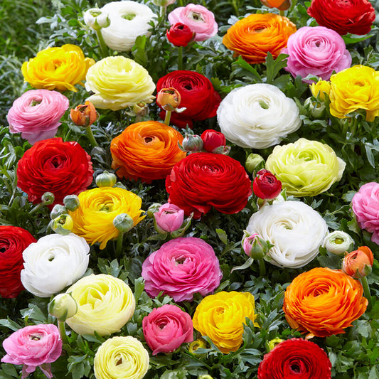 Colorful ranunculus mix blooms in red pink and yellow on a bright outdoor backdrop