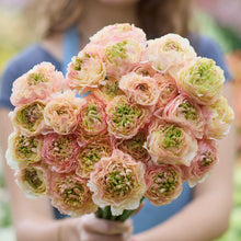 Bouquet of pink and white plage ranunculusn flowers held by a person with a blurred background