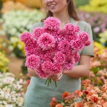 Person holding a bouquet of pink poodle ramlia ranunculus flowers with a garden background