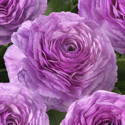 Close-up of a purple romance loubeyres ranunculus flower with a natural background