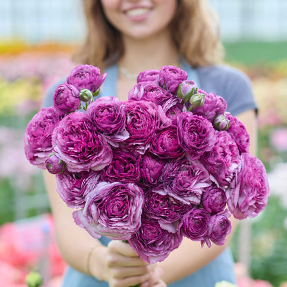 Person holding a bouquet of purple romance loubeyres ranunculus flowers with a garden background