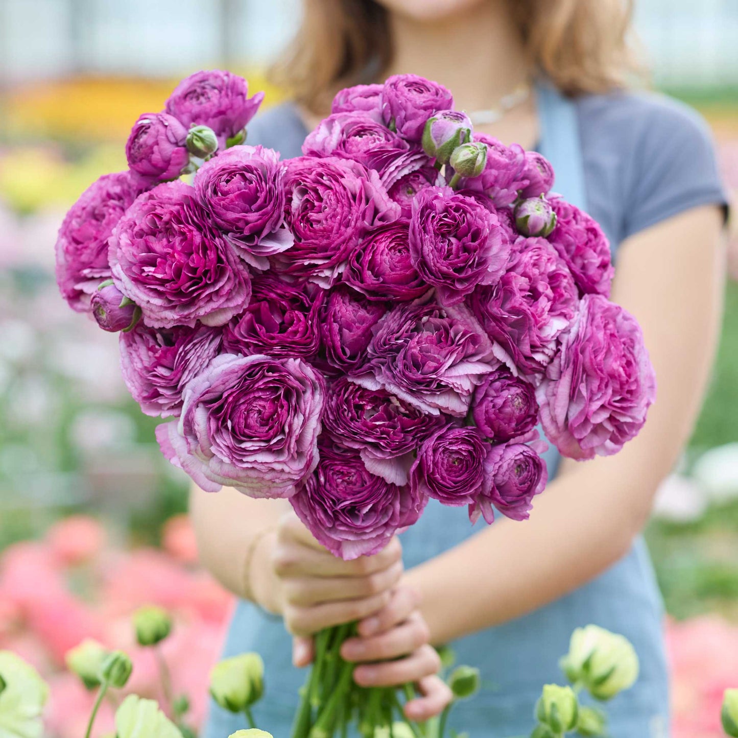 Person holding a bouquet of purple romance loubeyres ranunculus flowers with a garden background