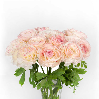 A bouquet of light yellow with pink tips romance orleans ranunculus flower with a white background