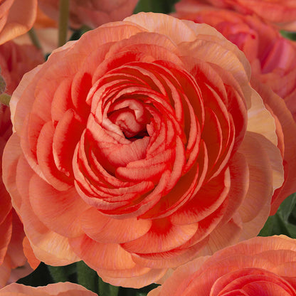 Close-up of a red romance paradou ranunculus flower with a natural background