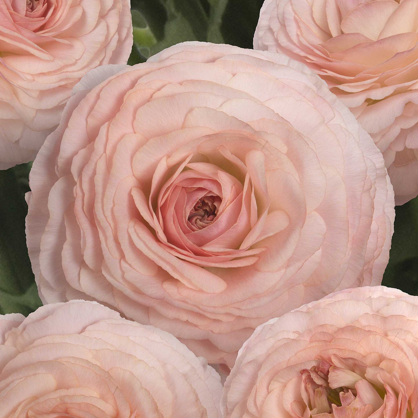 Close-up of a light pink romance plage ranunculus flower with a natural background
